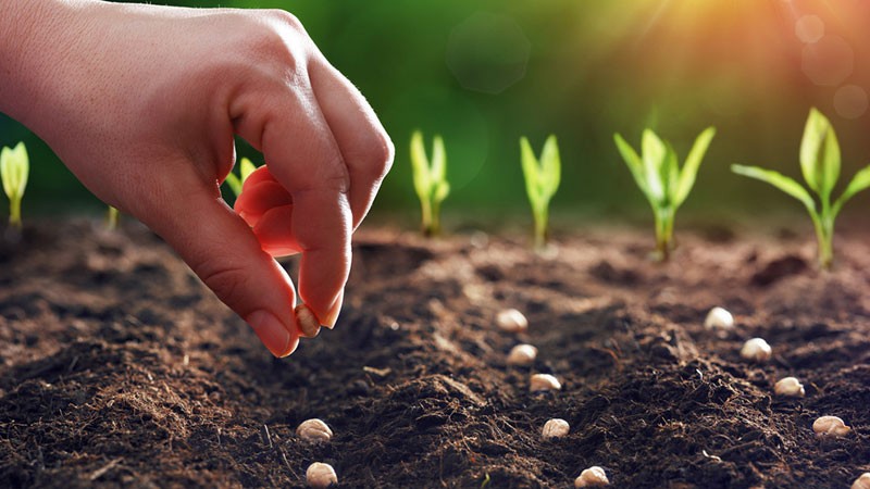 خرید بذر از سایت های خارجی