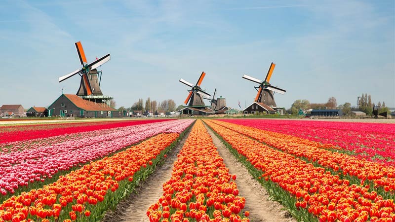 تحصیل در هلند